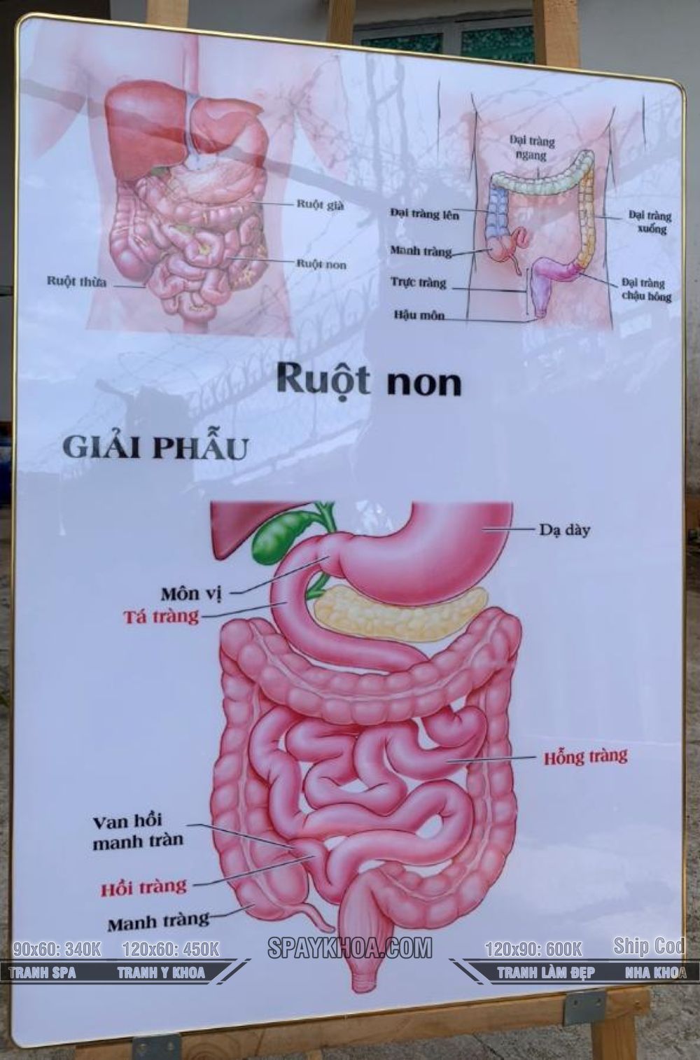 Tranh Treo tường Giải Phẫu đường ruột ruột non công cụ hữu ích cho việc giảng dạy và học tập trong lĩnh vực y khoa, phù hợp để trang trí nơi làm việc