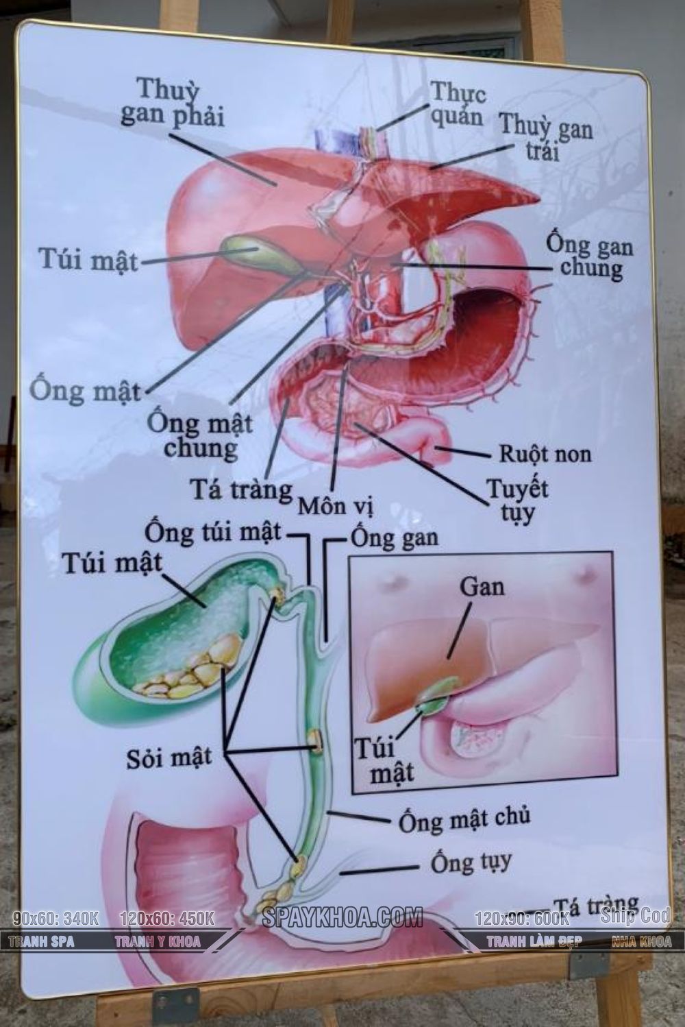 Tranh Treo Tường Y Khoa Bo Phan Trong He Tieu Hoa minh họa cấu trúc của các cơ quan trong hệ tiêu hóa, đặc biệt tập trung vào gan, túi mật